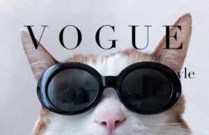 Gifts for our furry family members