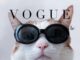 Gifts for our furry family members